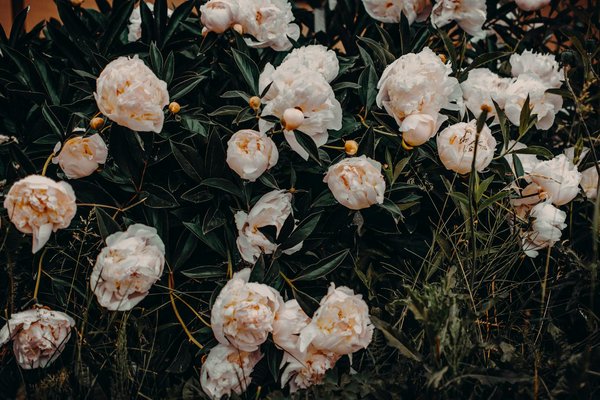 Blending Timeless Tradition with Contemporary Style: A Guide to Restoring Your Tudor Home in Suffolk