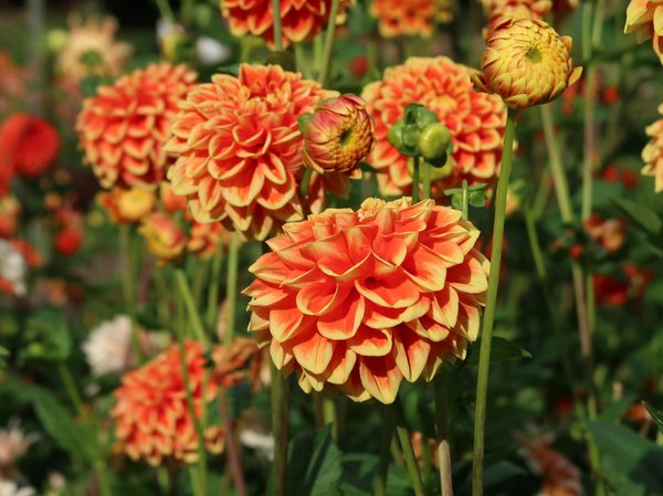 Essential Tips for Safeguarding Your Priceless Electronics When Relocating Home in the UK